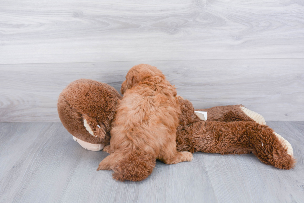 Mini Goldendoodle Pup Being Cute