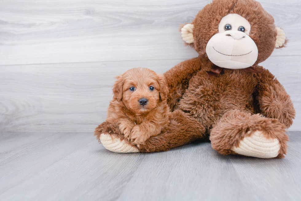 Petite Mini Goldendoodle Poodle Mix Pup