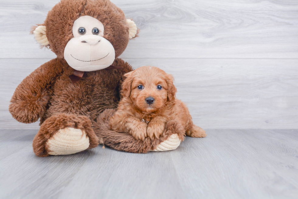 Mini Goldendoodle Puppy for Adoption