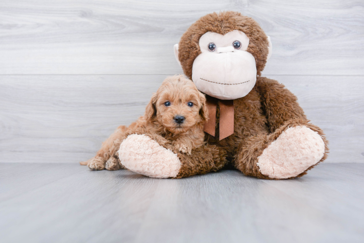 Best Mini Goldendoodle Baby