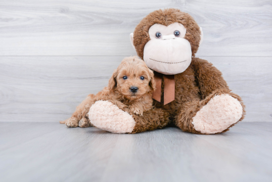 Best Mini Goldendoodle Baby