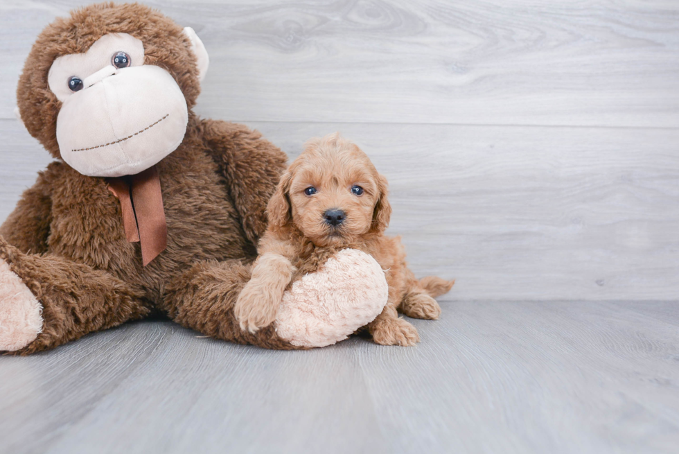 Mini Goldendoodle Puppy for Adoption