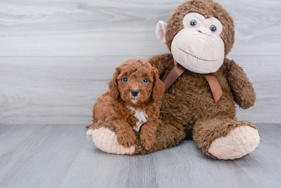 Funny Mini Goldendoodle Poodle Mix Pup