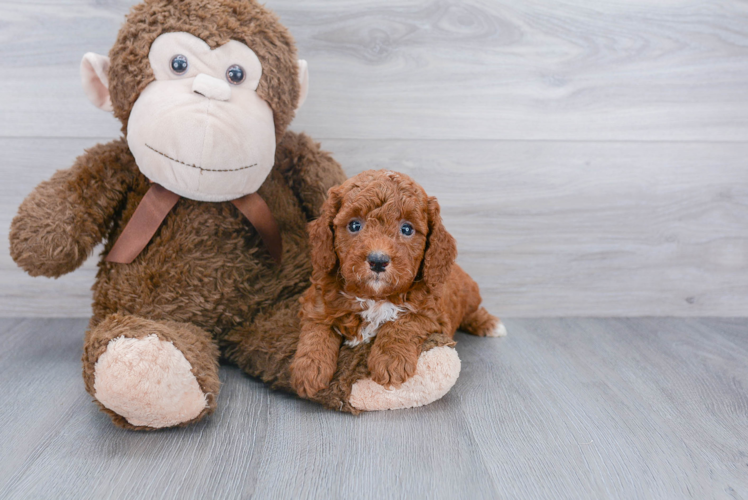 Fluffy Mini Goldendoodle Poodle Mix Pup