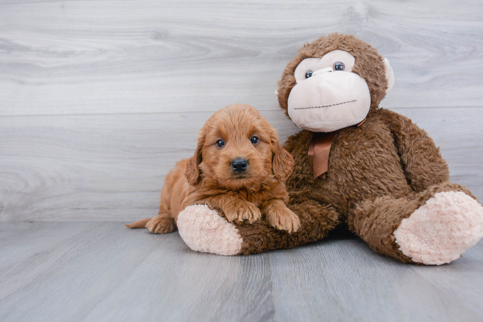 Sweet Mini Goldendoodle Baby