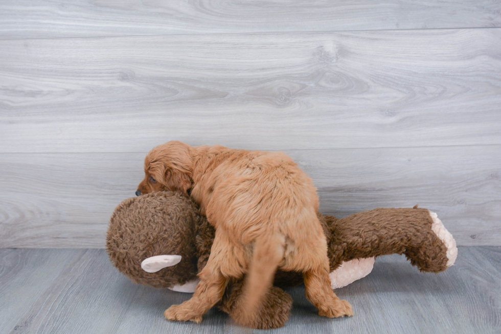 Mini Goldendoodle Pup Being Cute