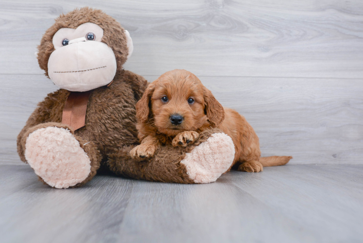 Small Mini Goldendoodle Baby