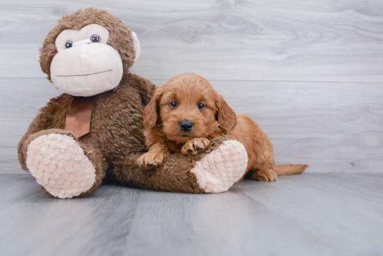 Small Mini Goldendoodle Baby