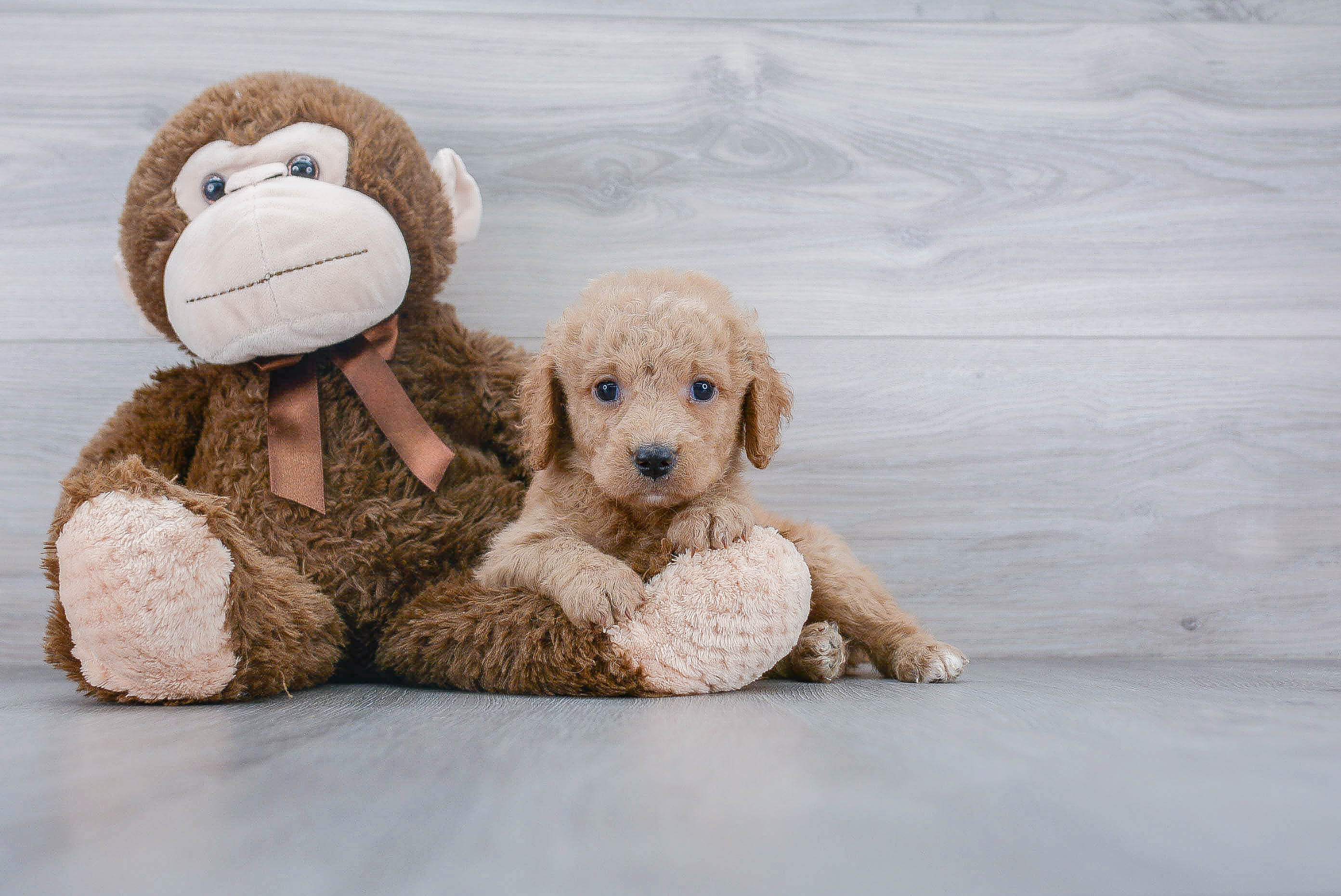 Sweet Mini Goldendoodle Baby