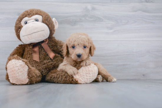 Sweet Mini Goldendoodle Baby