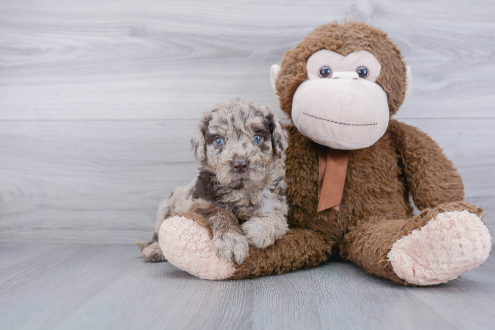 Funny Mini Goldendoodle Poodle Mix Pup