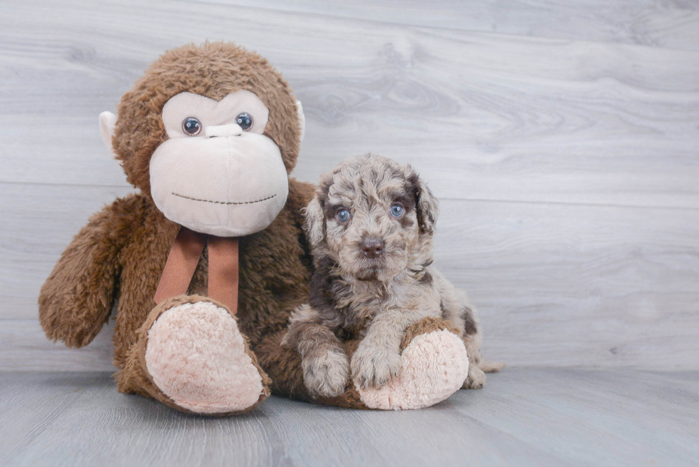 Fluffy Mini Goldendoodle Poodle Mix Pup