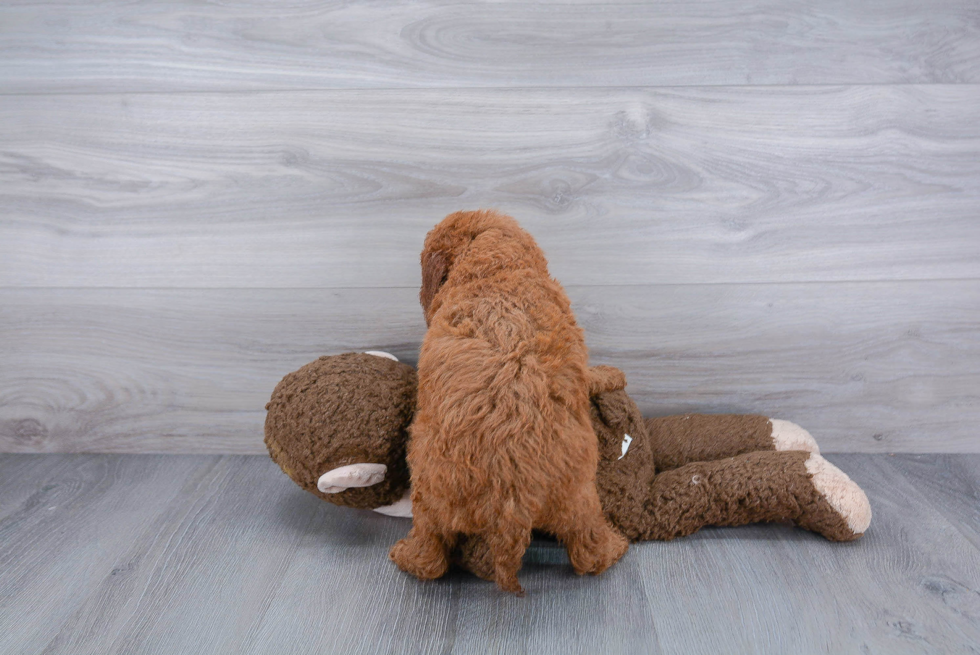 Sweet Mini Goldendoodle Baby