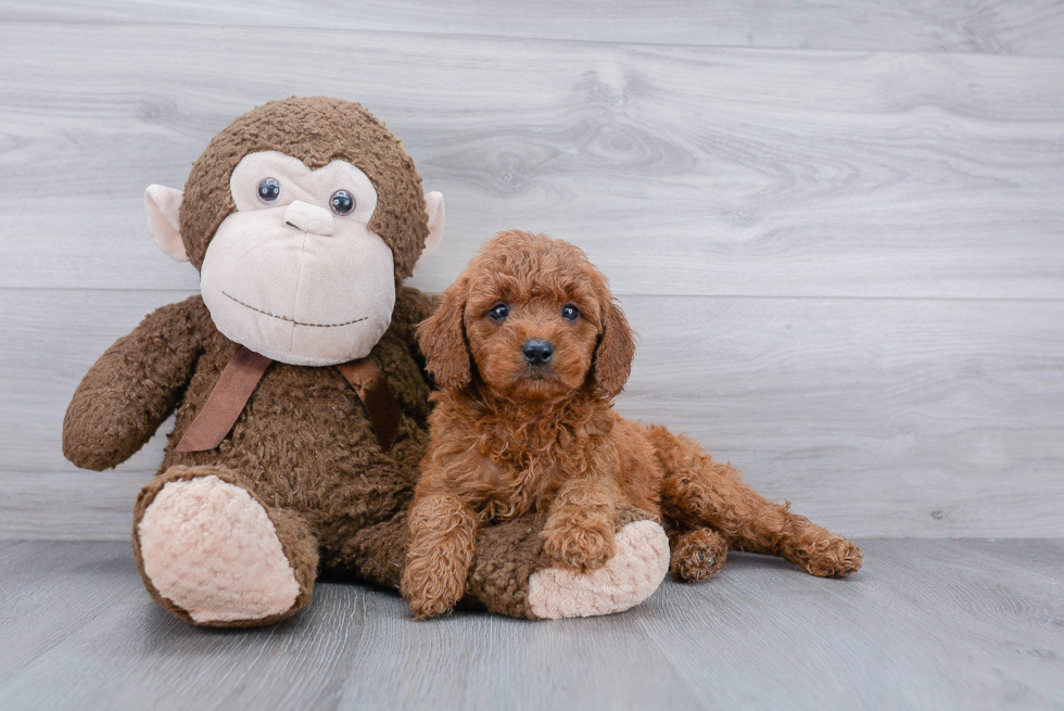 Mini Goldendoodle Puppy for Adoption