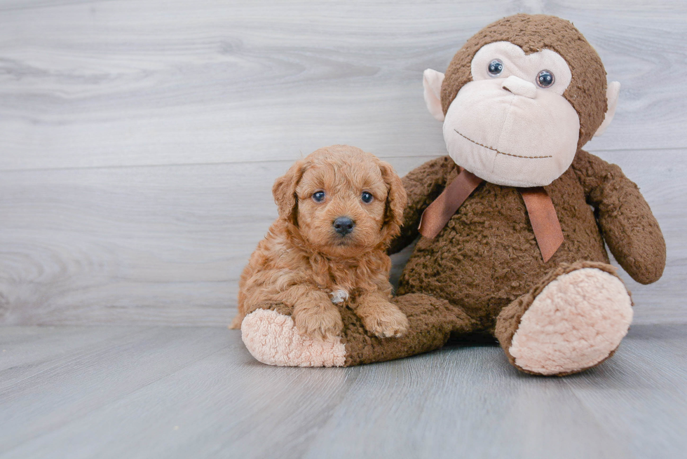 Friendly Mini Goldendoodle Baby