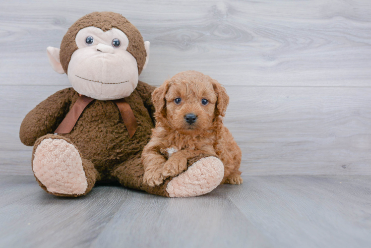 Little Golden Retriever Poodle Mix Puppy