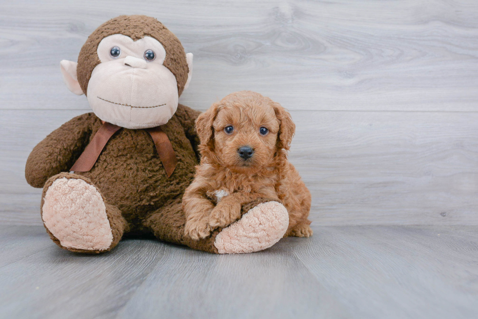 Little Golden Retriever Poodle Mix Puppy