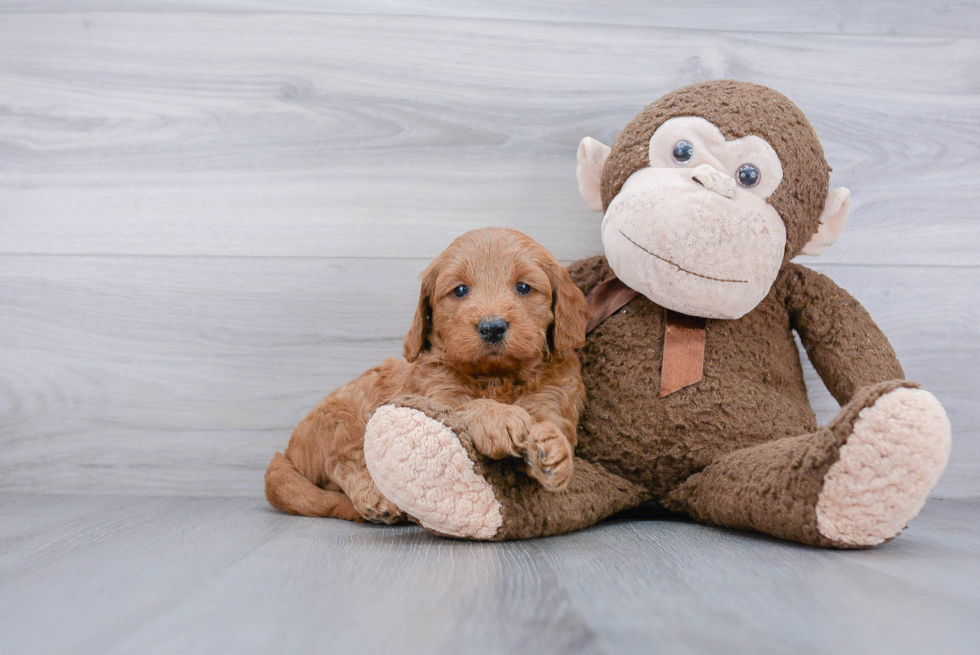 Funny Mini Goldendoodle Poodle Mix Pup