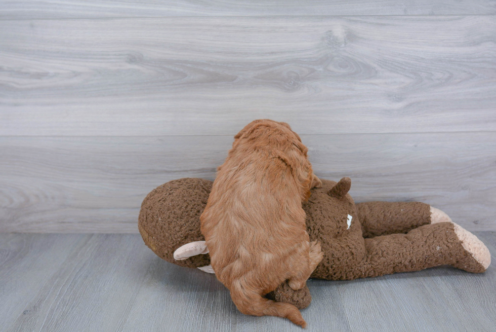 Smart Mini Goldendoodle Poodle Mix Pup