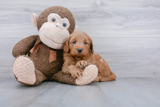 Mini Goldendoodle Pup Being Cute