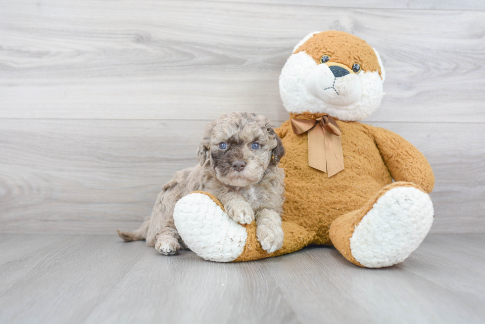 Mini Goldendoodle Pup Being Cute