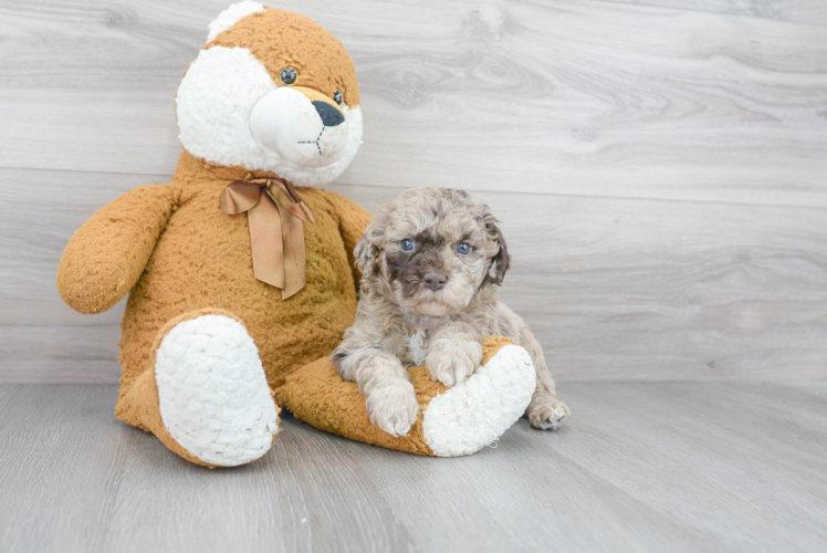 Happy Mini Goldendoodle Baby