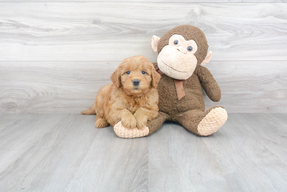 Playful Golden Retriever Poodle Mix Puppy