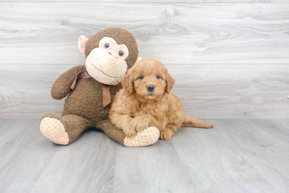 Best Mini Goldendoodle Baby