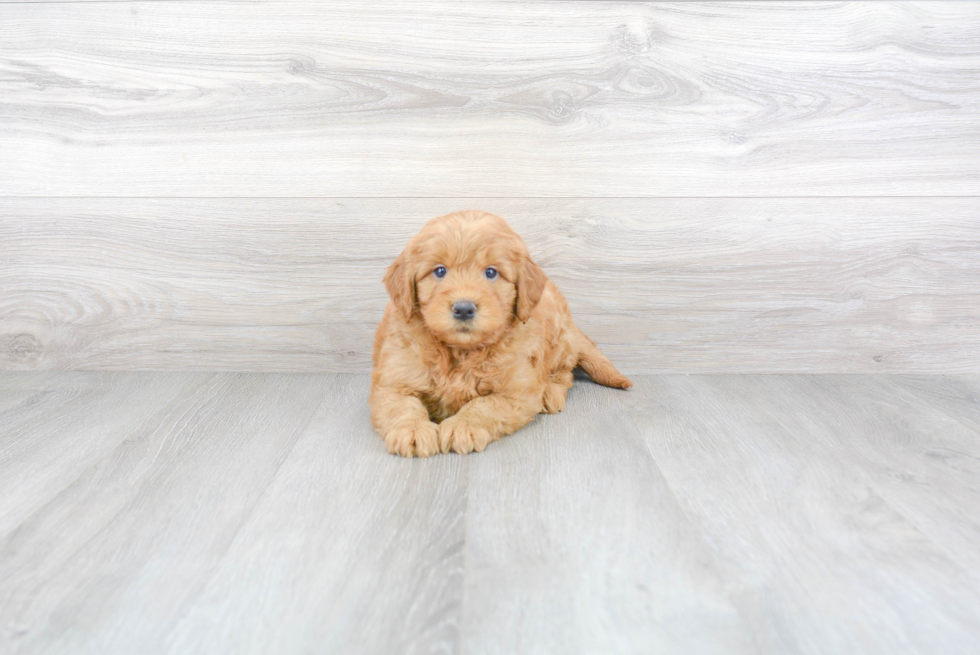 Best Mini Goldendoodle Baby