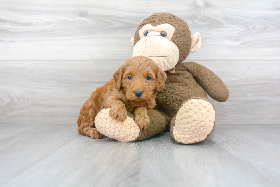 Friendly Mini Goldendoodle Baby