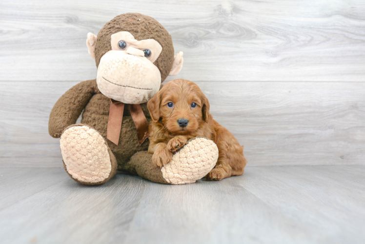 Happy Mini Goldendoodle Baby