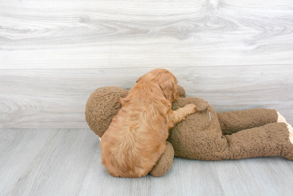 Best Mini Goldendoodle Baby