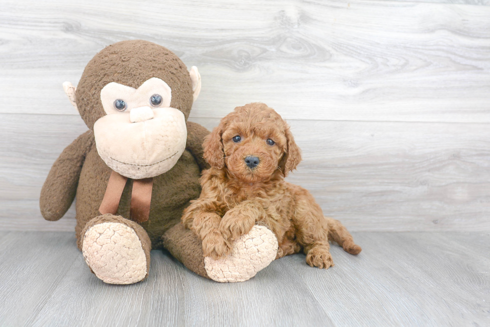 Mini Goldendoodle Puppy for Adoption