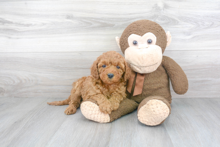 Popular Mini Goldendoodle Poodle Mix Pup