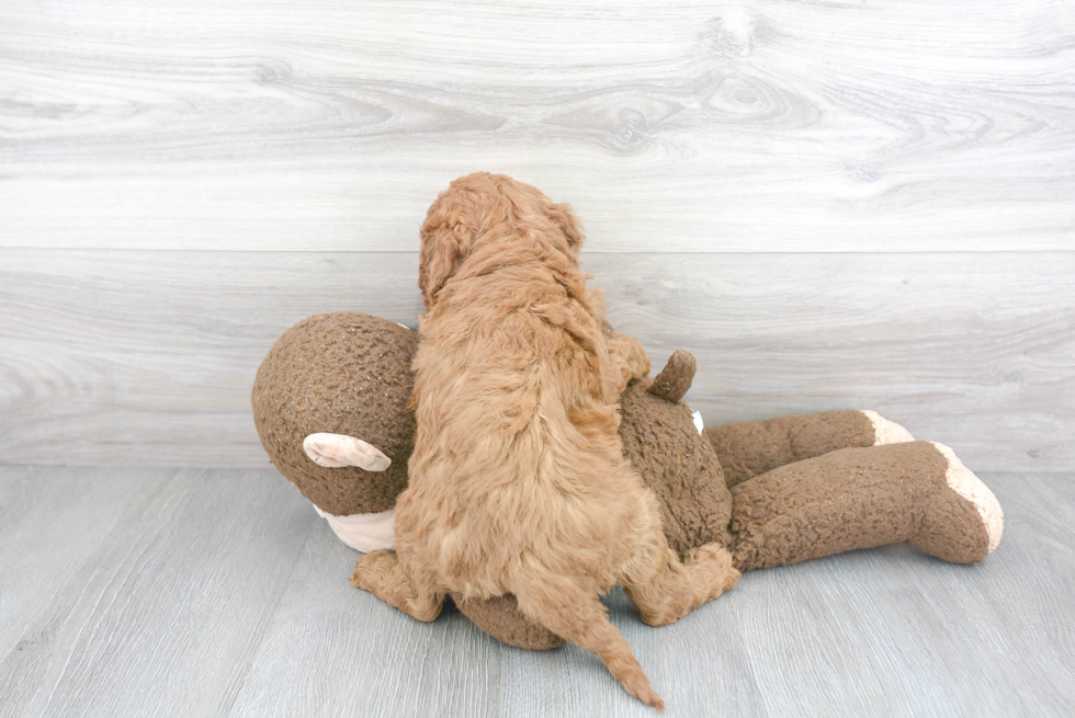 Mini Goldendoodle Puppy for Adoption