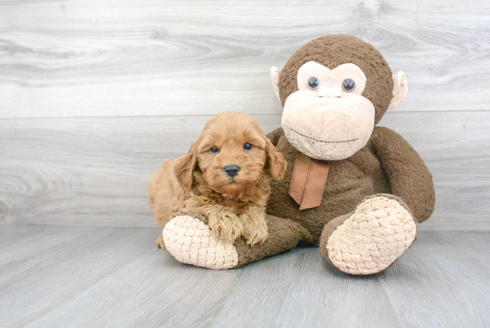 Best Mini Goldendoodle Baby