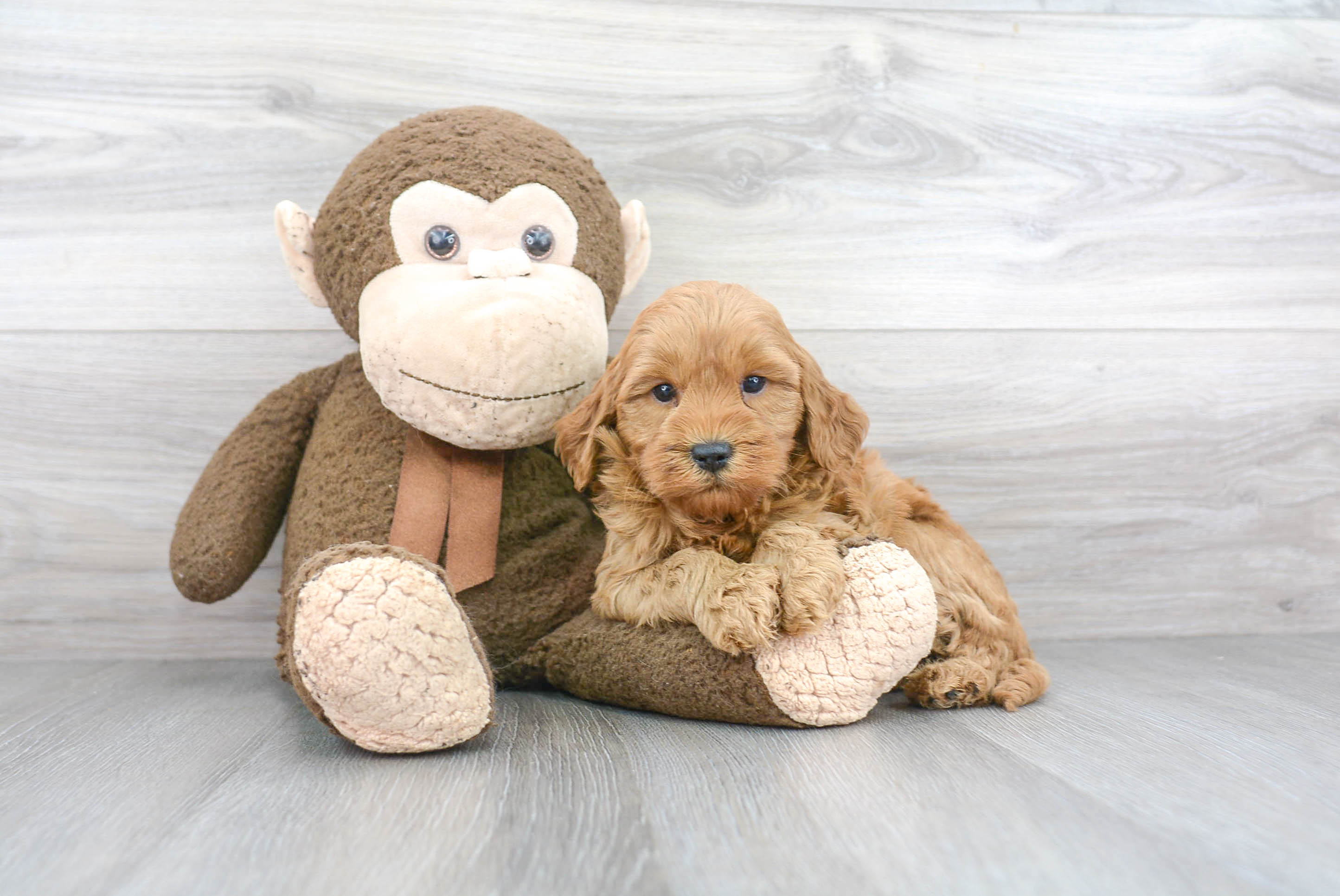 Happy Mini Goldendoodle Baby