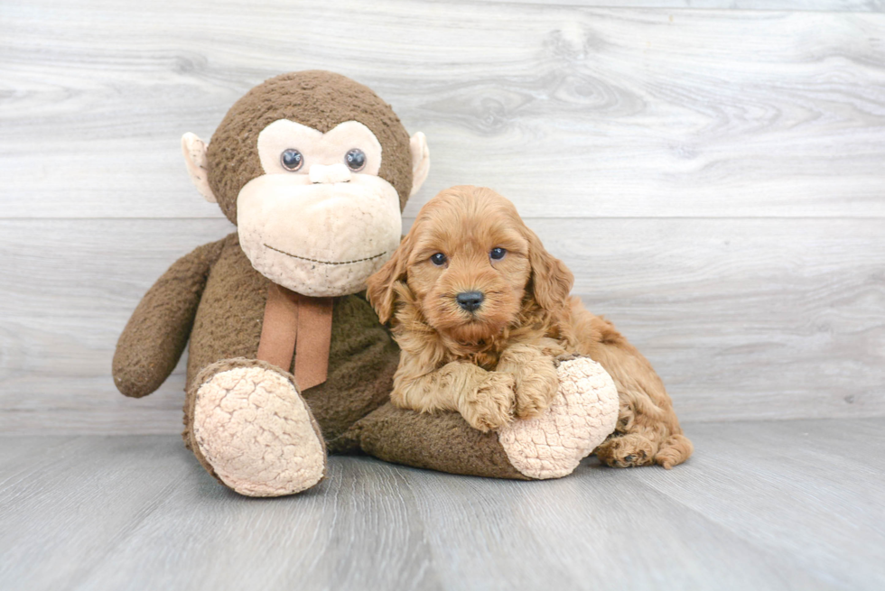 Happy Mini Goldendoodle Baby