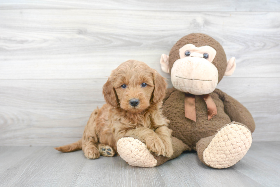 Mini Goldendoodle Pup Being Cute