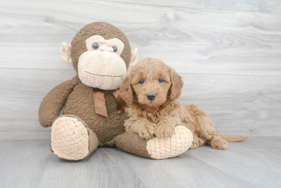 Popular Mini Goldendoodle Poodle Mix Pup