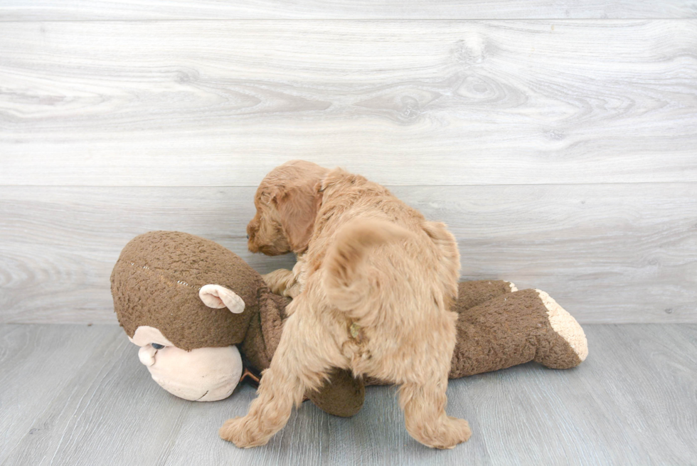 Mini Goldendoodle Pup Being Cute