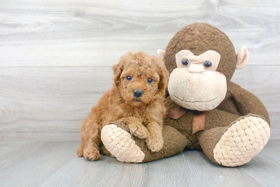 Funny Mini Goldendoodle Poodle Mix Pup