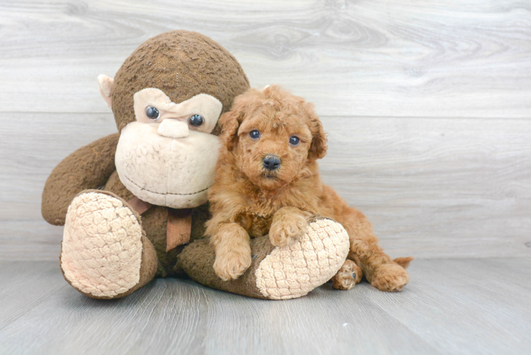 Best Mini Goldendoodle Baby