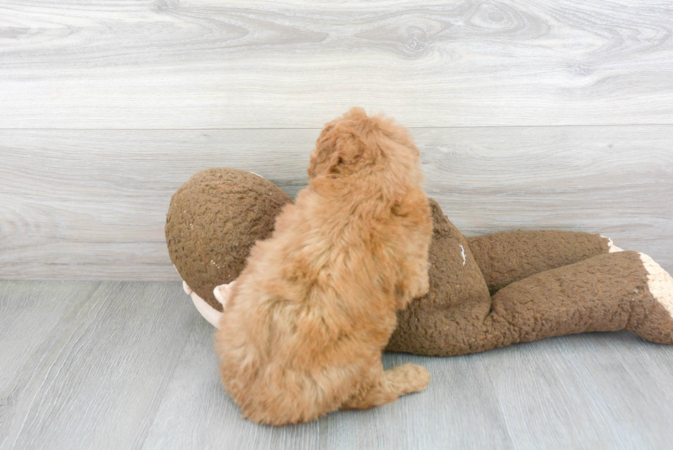 Mini Goldendoodle Puppy for Adoption