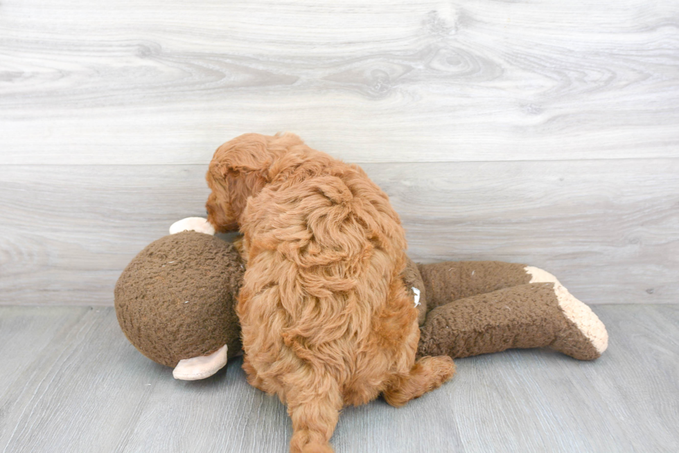 Hypoallergenic Golden Retriever Poodle Mix Puppy