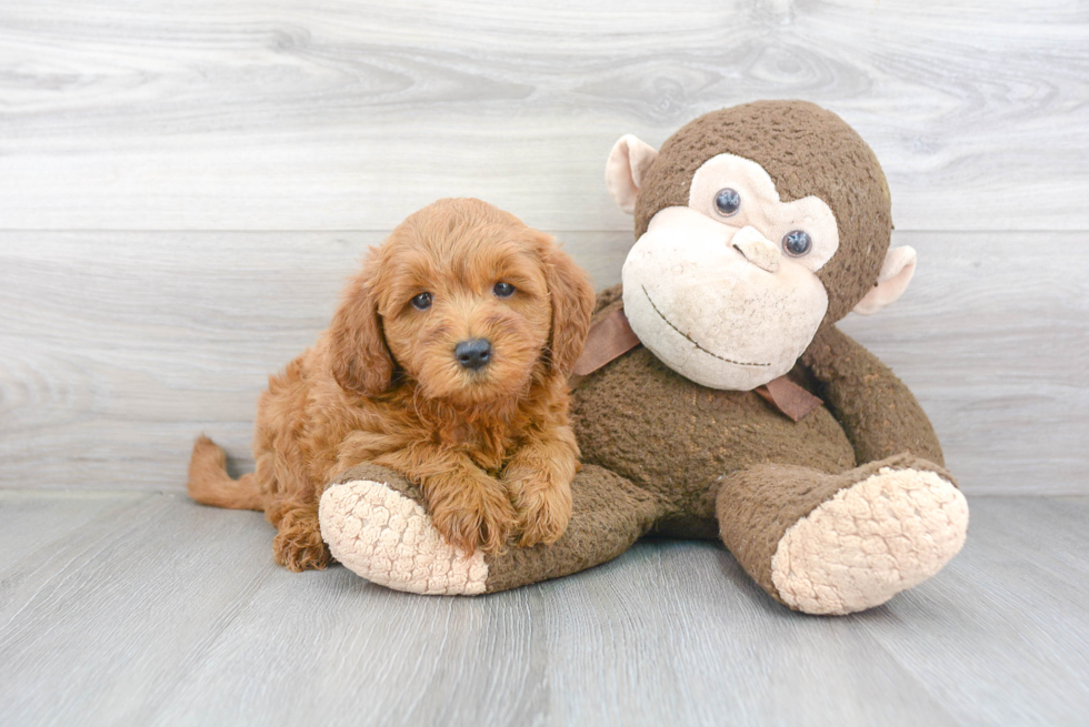 Funny Mini Goldendoodle Poodle Mix Pup