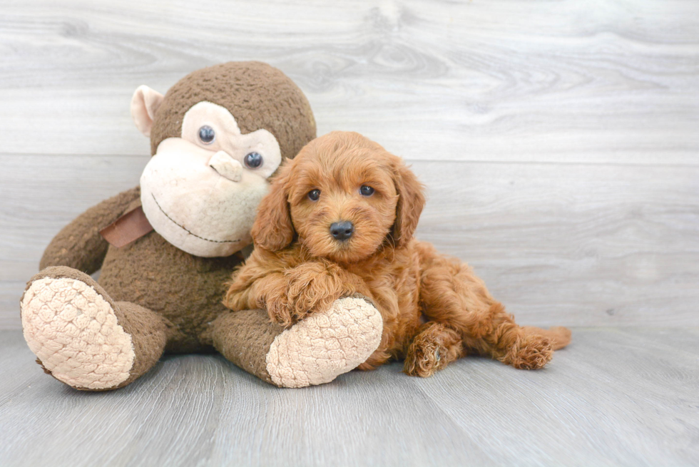 Best Mini Goldendoodle Baby