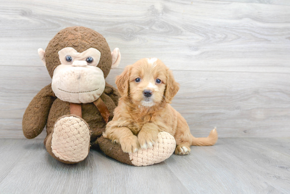 Friendly Mini Goldendoodle Baby