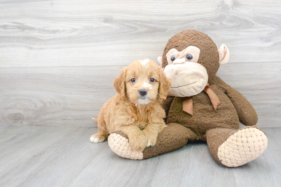 Best Mini Goldendoodle Baby