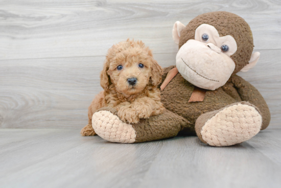 Mini Goldendoodle Pup Being Cute